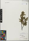 Foto von Salix glabra Scop.